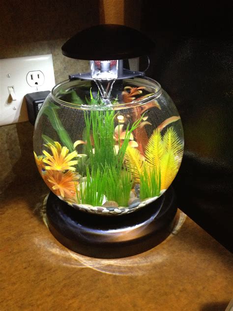 Unique Betta Fish Tank Ideas